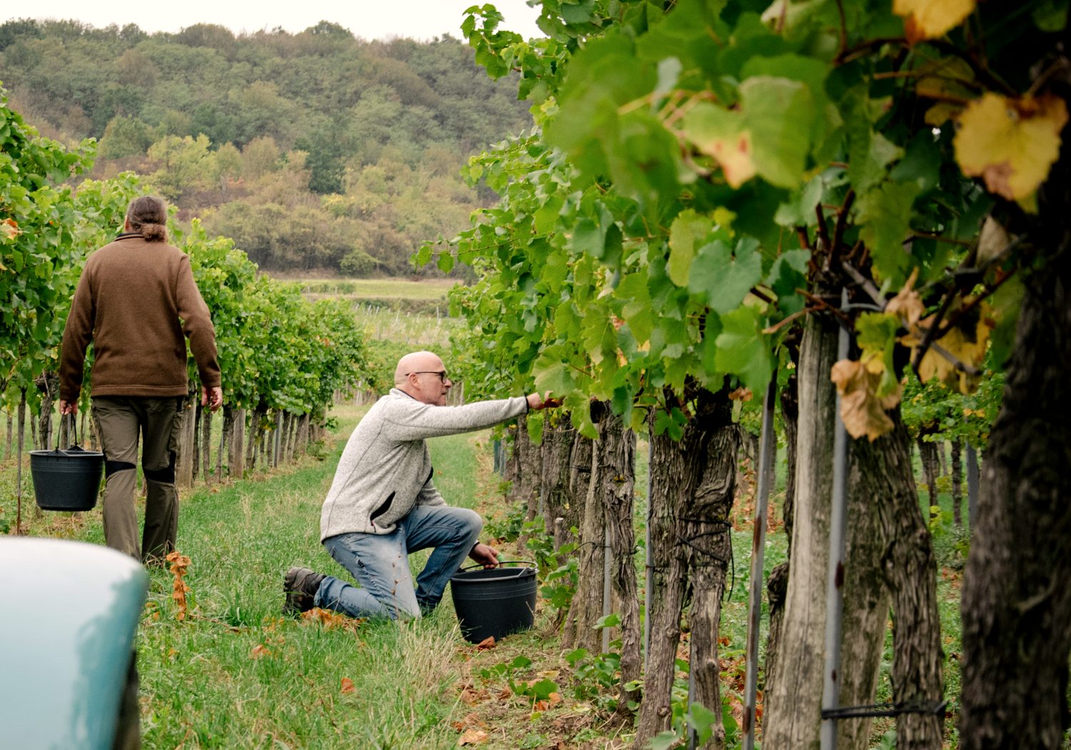 Zwei Personen besprechen im Weingarten den Ablauf der Weinlese