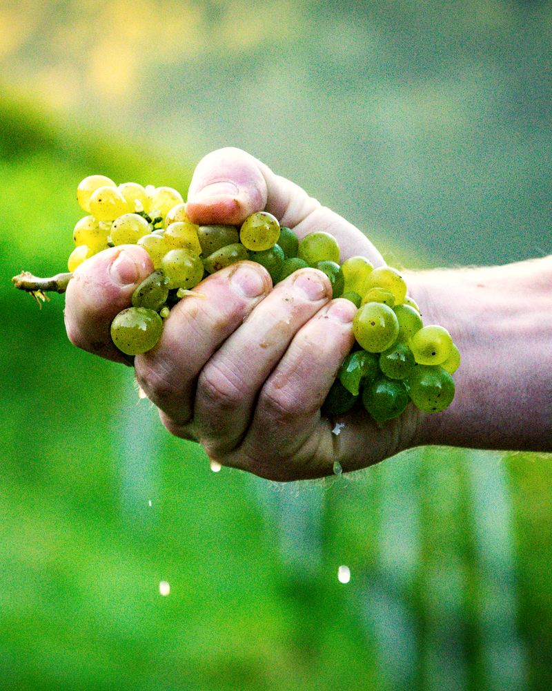 Hand drückt Saft aus einer Traube im Weingarten