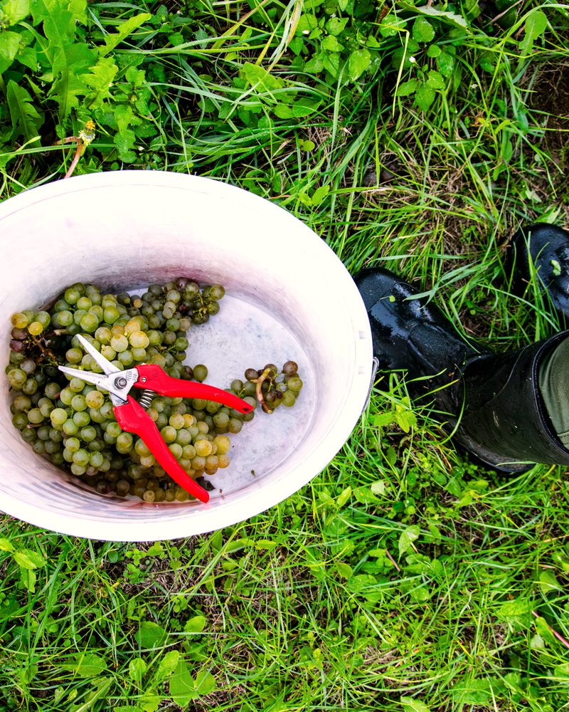 Rebschere und gelesene Trauben in einem Kübel im Gras