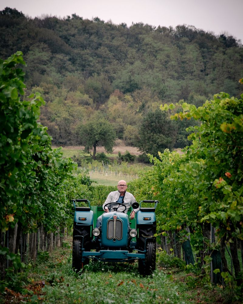 Traktor fährt zwischen den Rebzeilen zur Lese