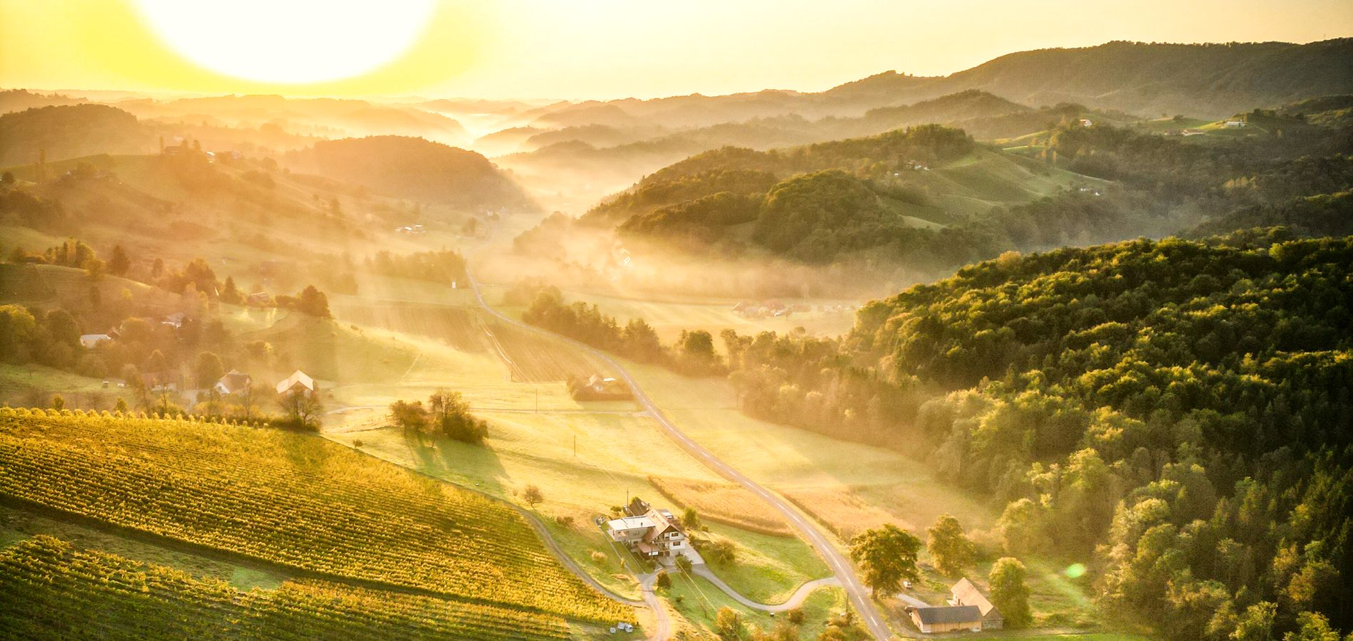 Luftaufnahme einer Weinbaulandschaft mit Hügeln im Gegenlicht