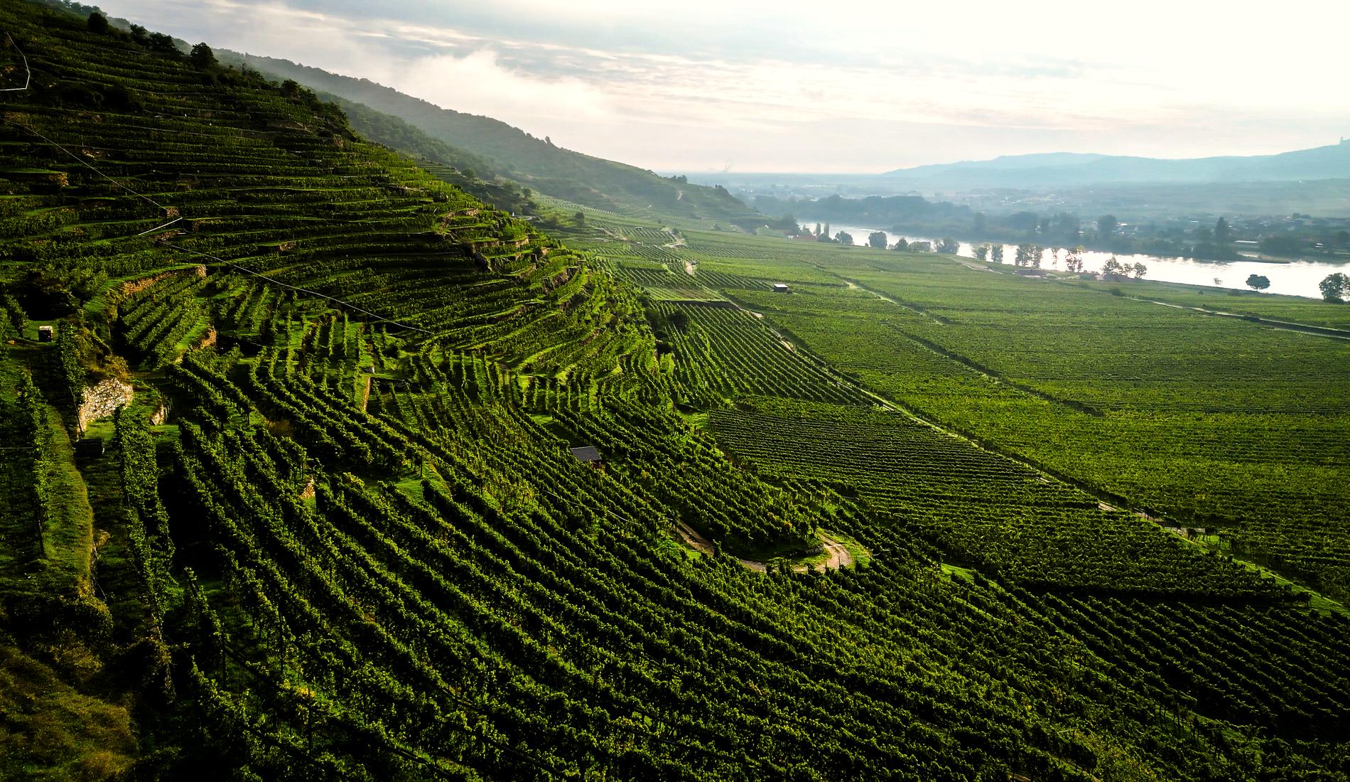 Weinbaulandschaft mit Rebzeilen im Abendlicht