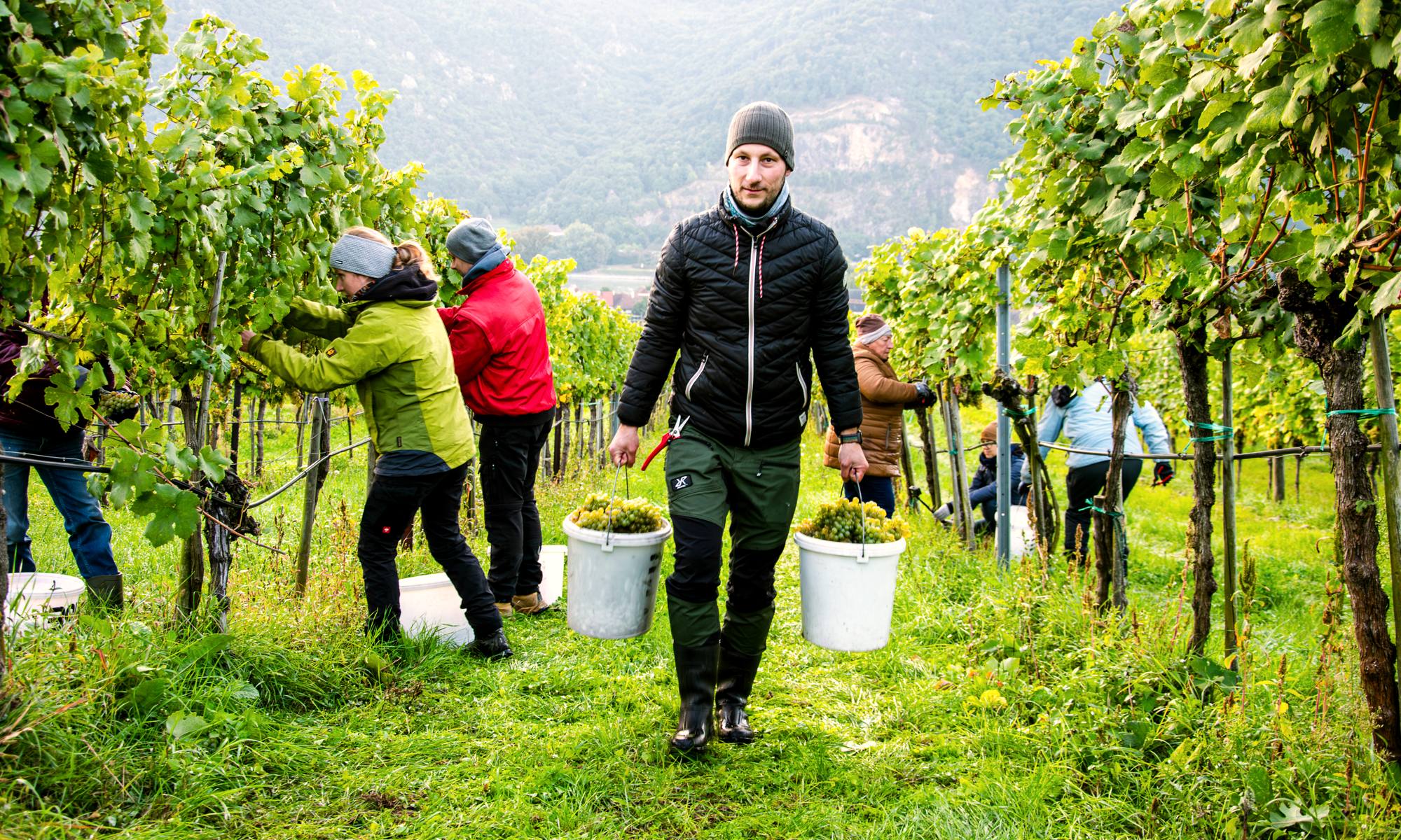 Lesehelferinnen und Lesehelfer bei der Weinlese im Weingarten, Lesekisten zwischen den Rebzeilen